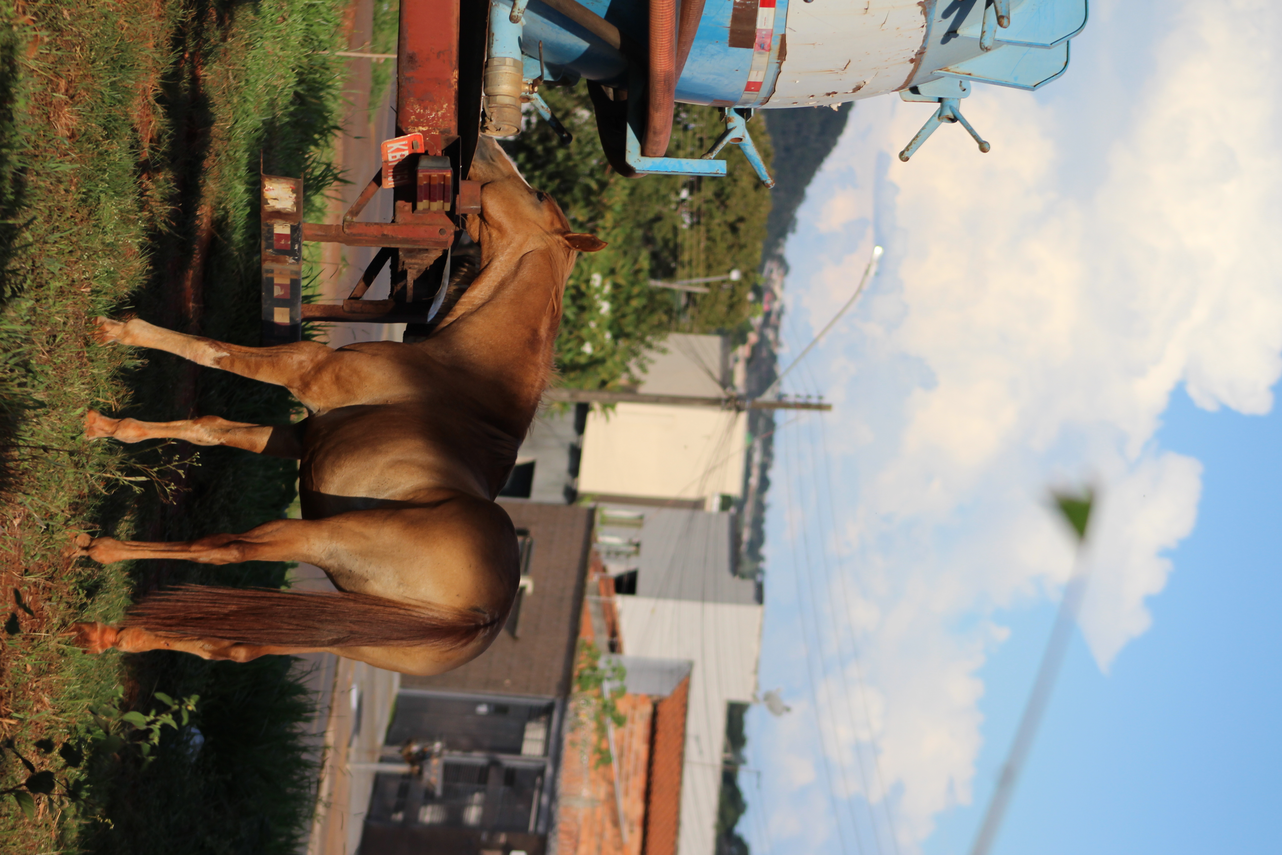 Cavalo solto em via pública