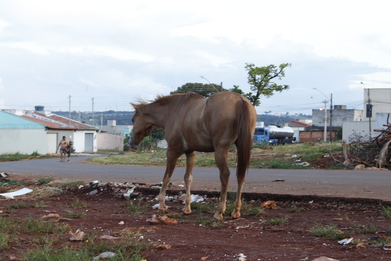 Cavalo em ambiente adequado